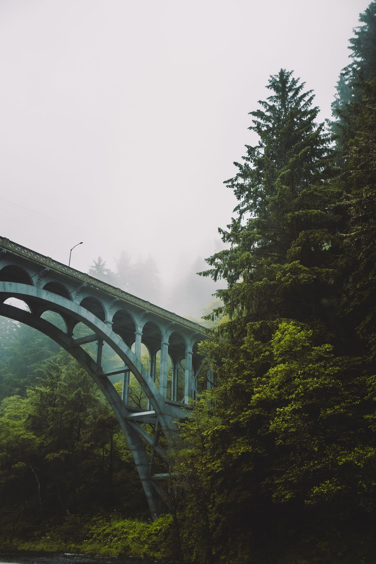 Arch bridge surrounded by dense forest under foggy conditions