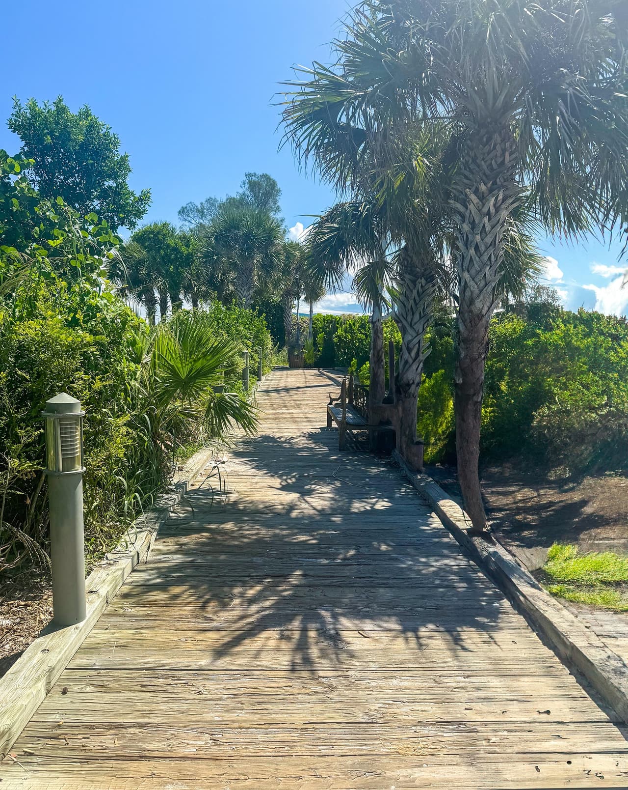 Wooden boardwalk lined with palm trees and lush greenery under a clear blue sky