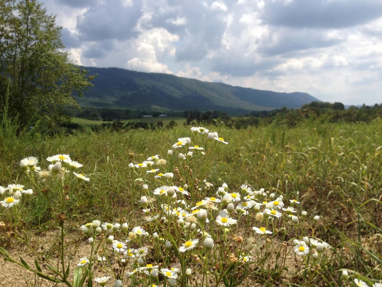 A field of wild daisies in the foreground with a mountain range and cloudy sky in the background